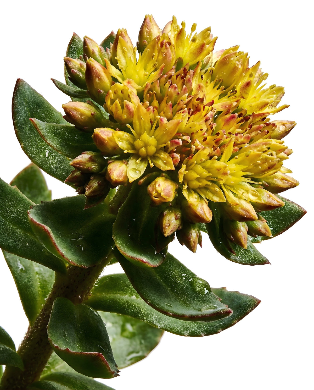 Rhodiola